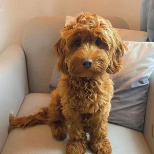 Cockapoo puppy for sale