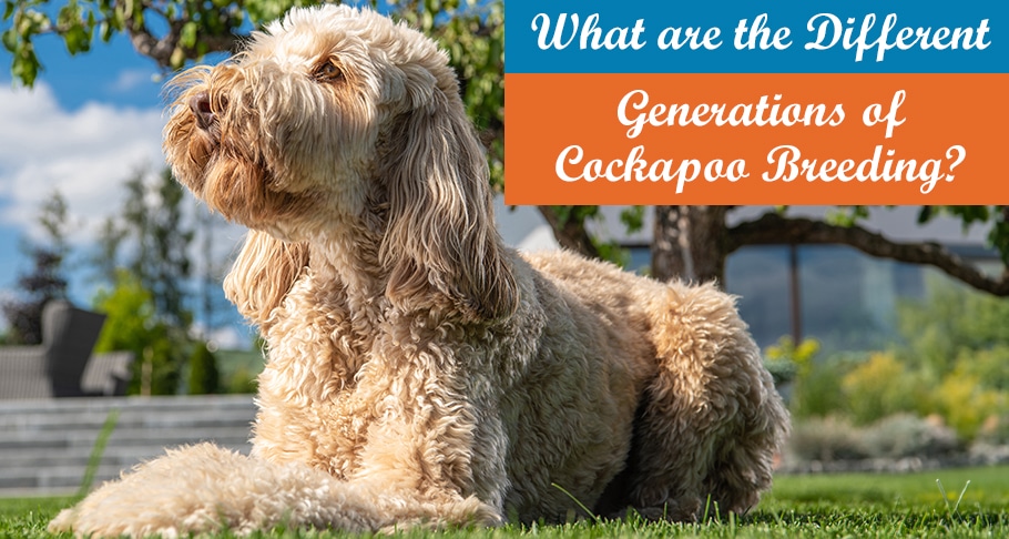 Generations of Cockapoo Breeding